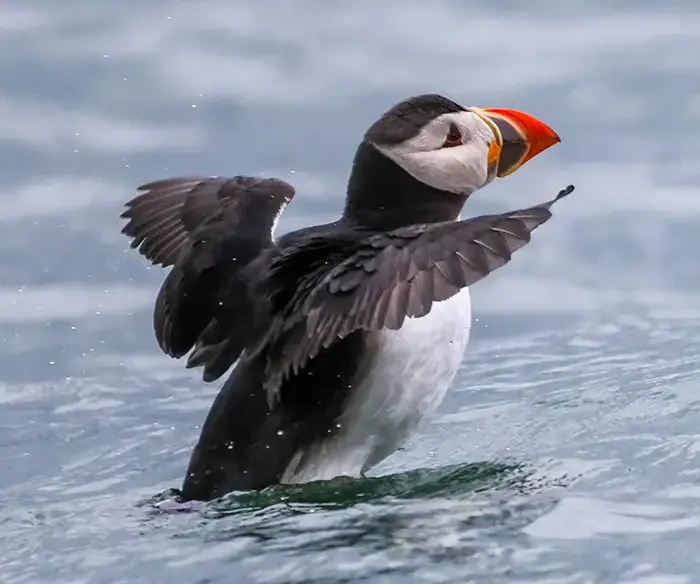 Puffin flapping its wings in the water.