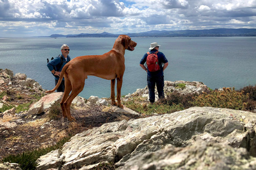 Two men and dog admire the view from Howth Head