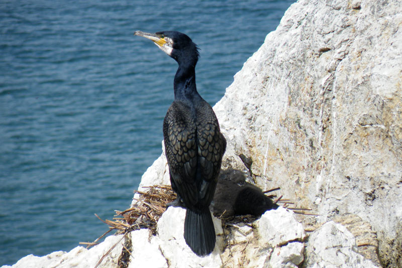 Lone Cormorant sitting on the cliff edge on Ireland's Eye, Howth.
