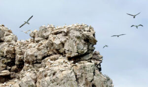 Birds flying around cliff edge at Ireland's Eye Howth.