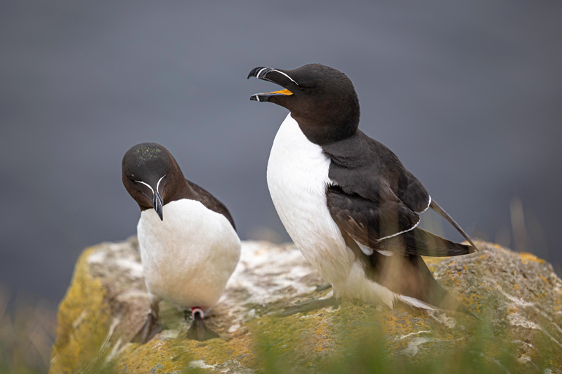 Two Guillemots sitting on the cliff edge on Ireland's Eye, Howth.