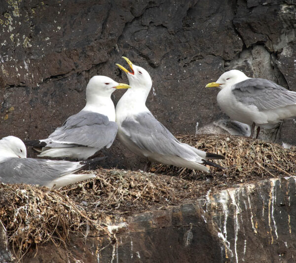 Four Kittiwakes on the cliff edge on Ireland's Eye, Howth.