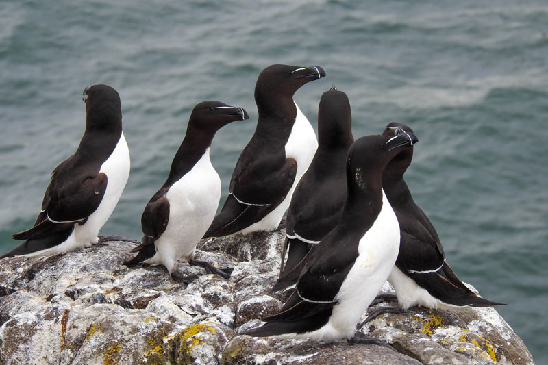Group of Razorbills perched on the cliff edge on Ireland's Eye, Howth.