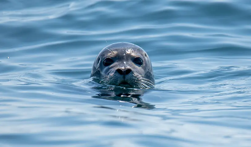 Popping his head above the water.
