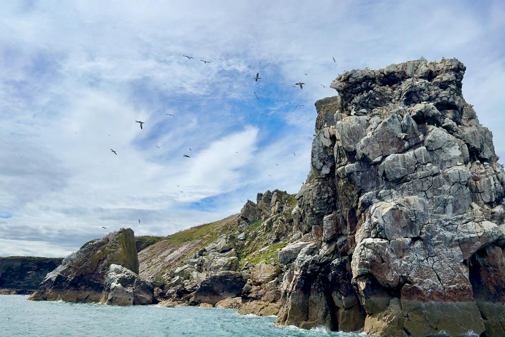 Birds fly above the cliff edge at Ireland's Eye Howth.