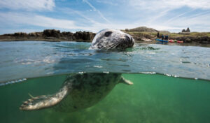 Cross section above and below water of a seal. People on the shore in the distance.