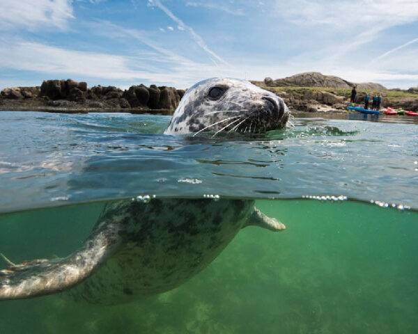 Cross section above and below water of a seal. People on the shore in the distance.