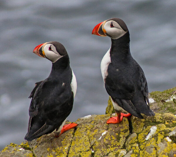 Close-up of two puffins sitting on the cliff edge.