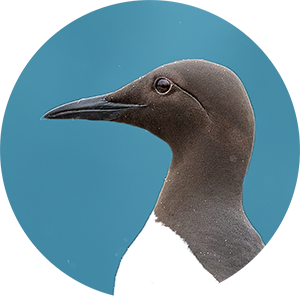 Close-up of a Guillemot face on clear blue background.