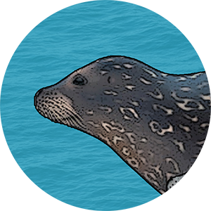 Close-up of a common or harbour seal's face on clear blue background.