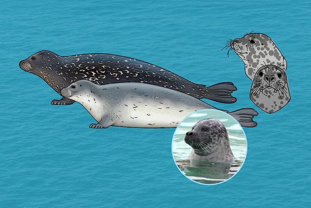 Two common seals on clear blue background, with inset face close-up images.