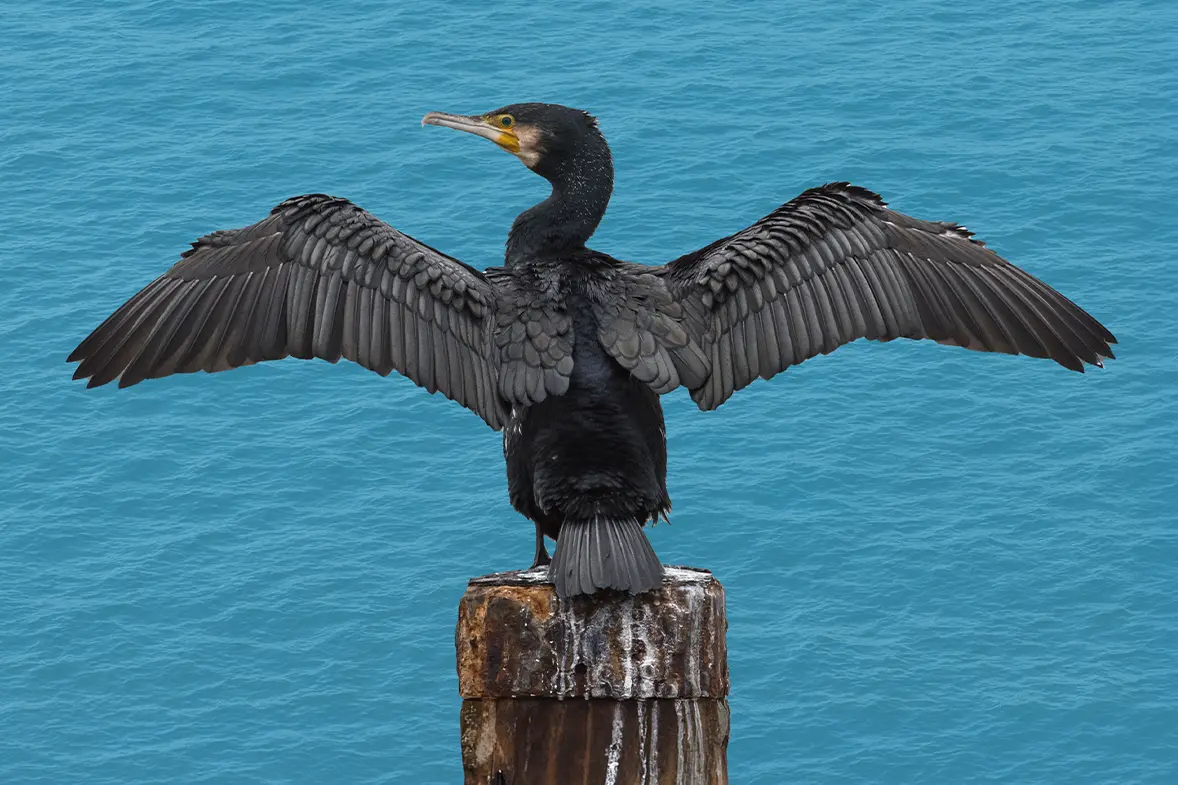 Close-up of a cormorant with outstretched wings on clear blue background.