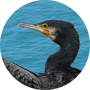 Close-up of Cormorant's face on clear blue background.