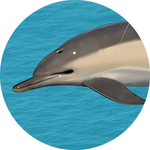 Close-up of a harbour dolphin face on clear blue background.