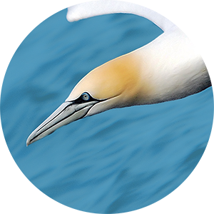Close-up of a flying gannet face on clear blue background.
