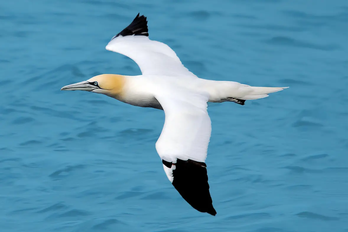 Close-up of a gannet in flight, on clear blue background.