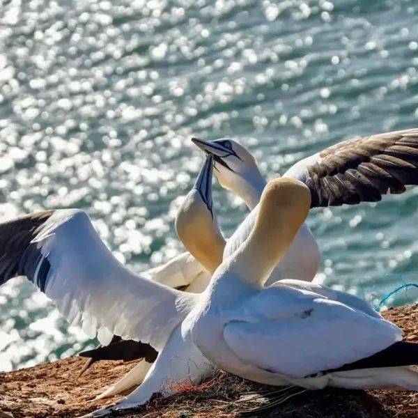 Three Gannet birds fighting on the rocks with Dublin bay water in the background.