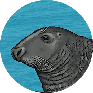 Close-up of a grey seal's face on clear blue background.