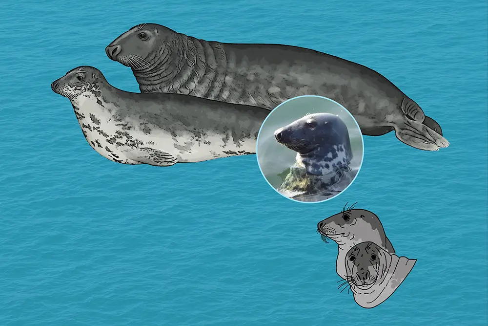 Two grey seals on clear blue background, with inset face close-up images.