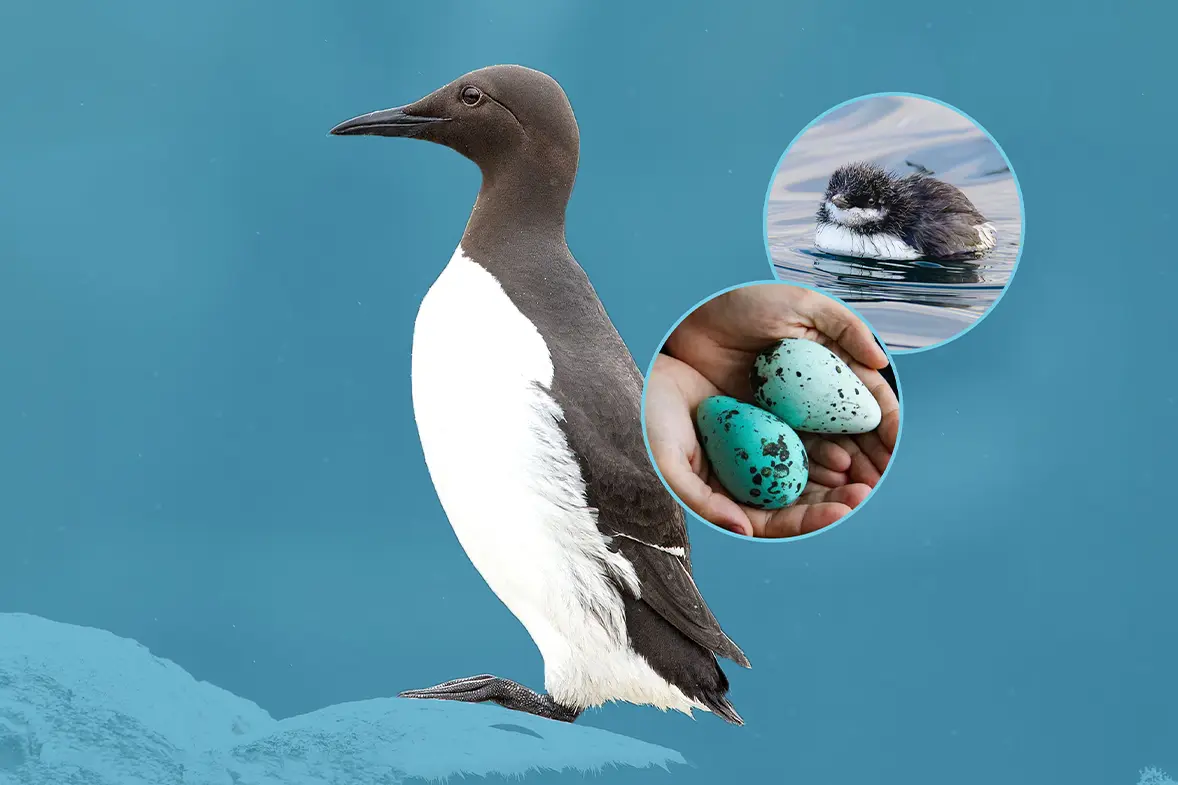 Close-up of a Guillemot on cliff edge, on clear blue background.