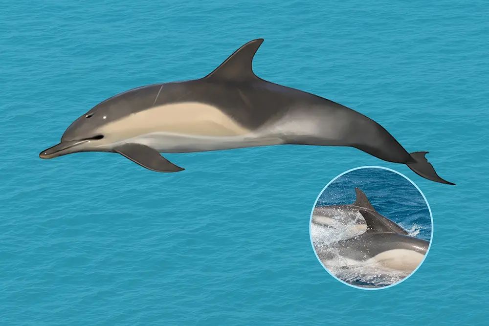 Harbour dolphin on clear blue background, with inset image of fins.