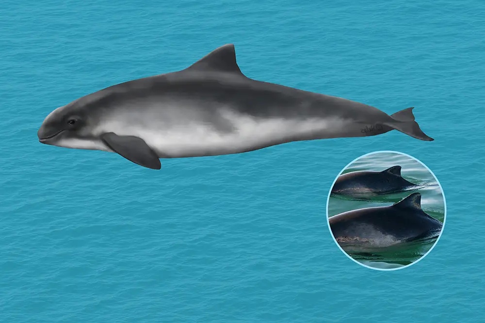 Harbour purpoise on clear blue background, with inset image of fins.