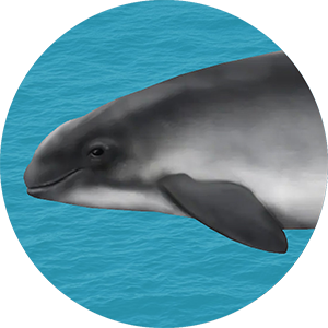 Close-up of a harbour purpoise face on clear blue background.