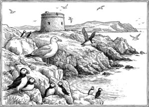 Drawing of the wildlife of Ireland's Eye around Martello tower.