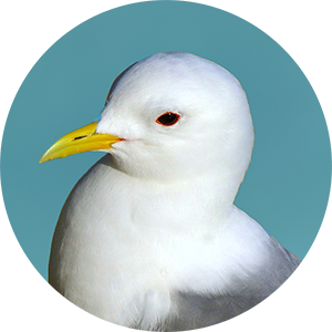 Close-up of kittiwake's face on clear blue background.