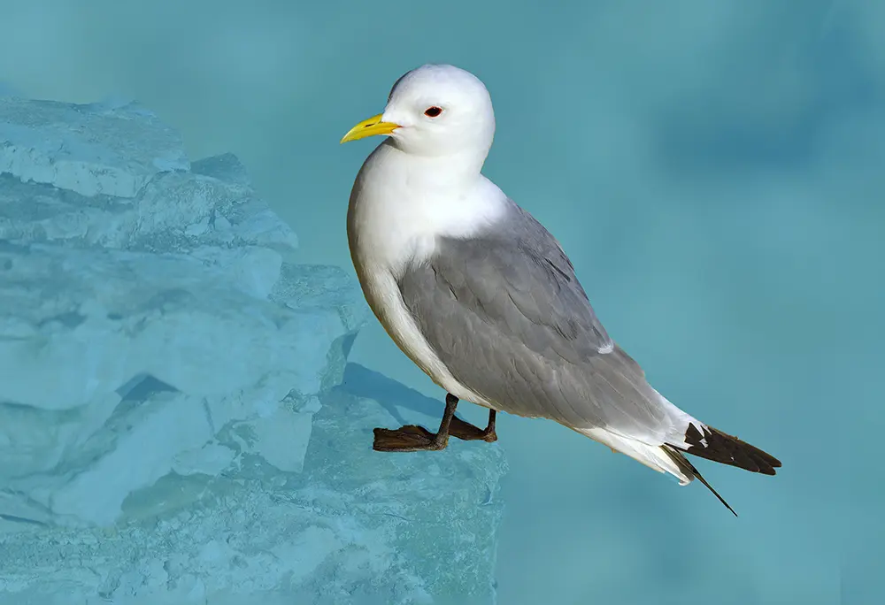 Close-up of a kittiwake perched on a rock, on clear blue background.