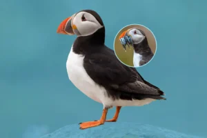 Close-up of a puffin on clear blue background, with inset detail.