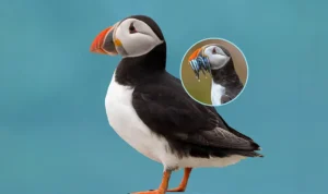 Close-up of a puffin on clear blue background, with inset detail.