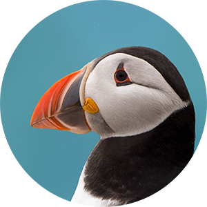Close-up of puffin's face on clear blue background.