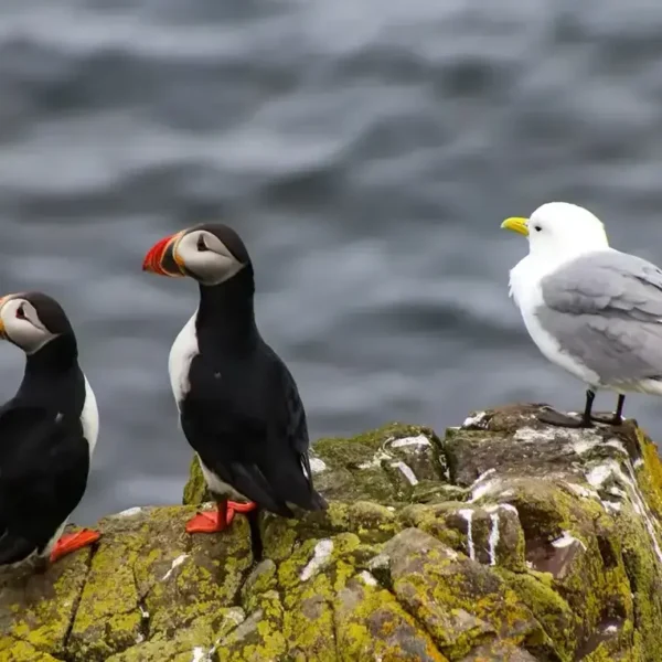 Puffins and a seagull perched on a rock, with water in the background.