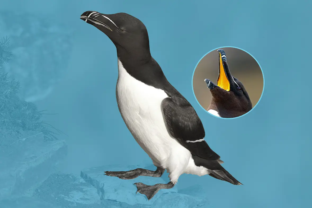 Close-up of a razorbill on clear blue background, with inset detail.
