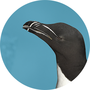 Close-up of Razorbill's face on clear blue background.