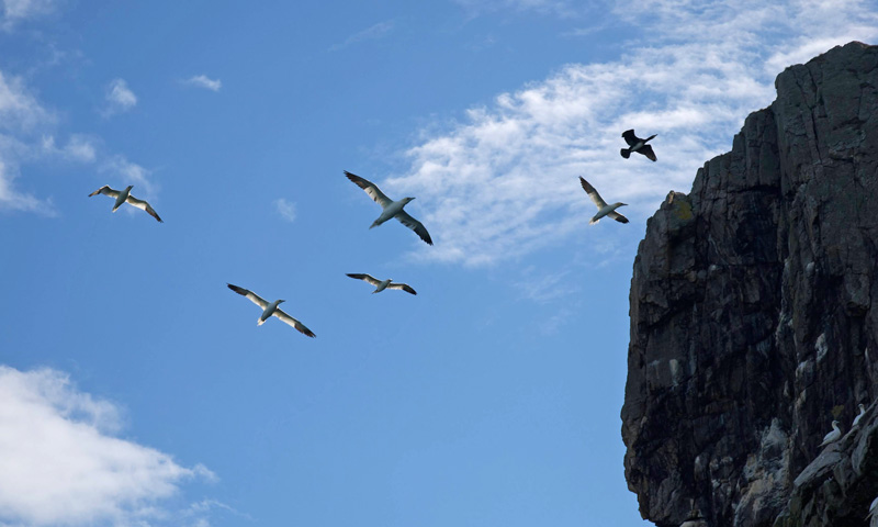 Group of seagulls flying towards the cliff edge, with clear blue sky above.