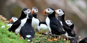 Where to Find Puffins in Dublin? Group of Puffins on cliff edge.