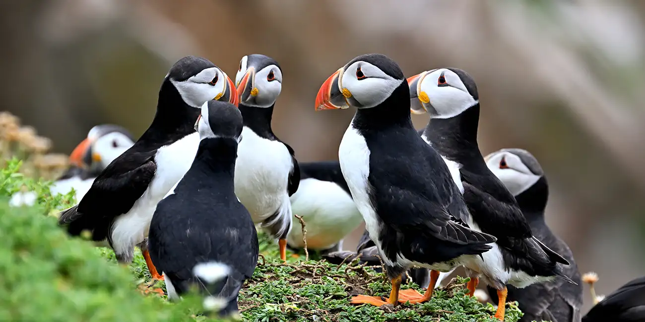 Where to Find Puffins in Dublin? Group of Puffins on cliff edge.
