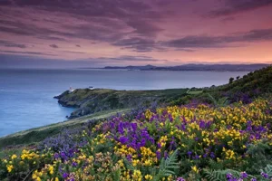 Sunset at Howth Head with yellow and purple heather in the foreground.
