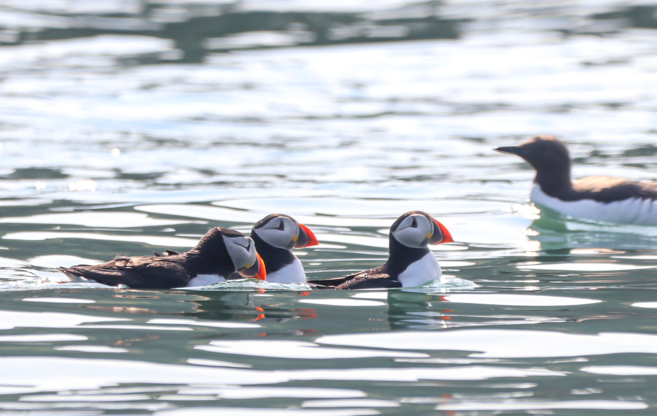 Puffins on the water around Ireland's Eye