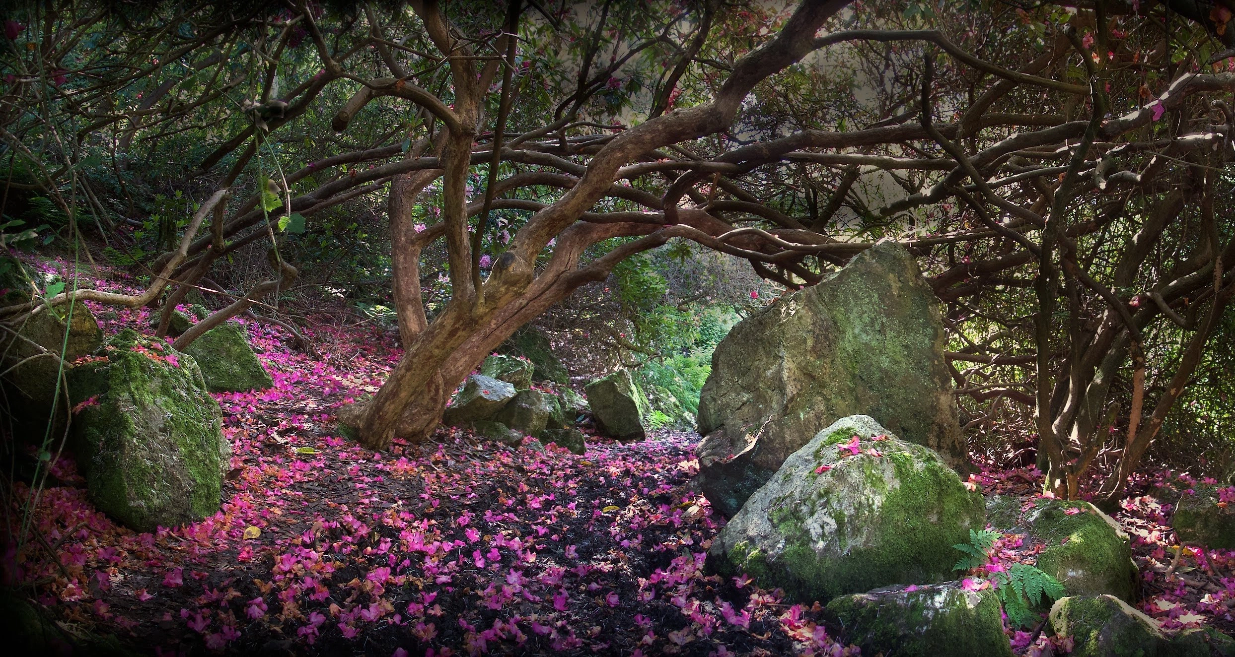 Aideen's Grave in the Rhododendron Gardens
